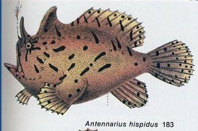 Antennarius hispidus